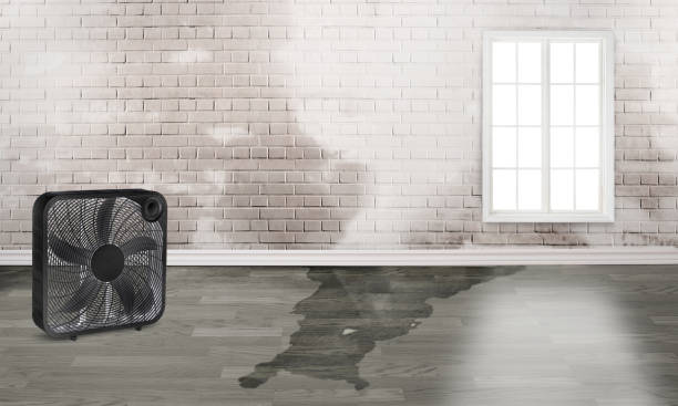 Best Basement water damage restoration  in Prien, LA